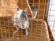 2 liebe Degu abzugeben - Bad Dürrheim