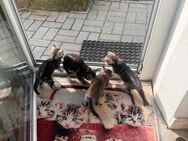 Baby Katzen - Creglingen