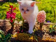 Britisch Kurzhaar Kitten in Blue-Golden-Shaded-Point mit Stammbaum ab Mai abzugeben - Sinsheim Zentrum