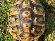 Landschildkröten Weibchen geb.2008 - Heidenheim (Brenz)