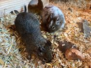 Degu Pärchen männlich - Lahnau