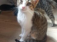 Bengalen Mix Kitten - Idar-Oberstein