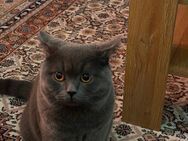 Britisch Kurzhaar Kater – ca. 8 Monate alt – sehr verschmust - Schwäbisch Gmünd