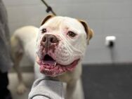 Casper sucht sein Für-immer-Zuhause oder - Gevelsberg