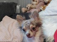 Chihuahua Rüde - Kraichtal