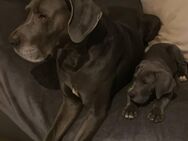 DECKRÜDE blaue deutsche Dogge. KEIN VERKAUF! - Schwaan