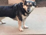 Süsse LUCY hätte so gerne ein Zuhause ♥ - Gevelsberg