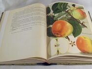 Deutschlands Obstsorten - antiquarisches Buch von 1938 - Wangen (Allgäu)