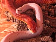 Kornnatter (Pantherophis guttatus) 2025 - Kaufbeuren