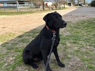 Unser Traumrüde Labradormischling Spencer ca 4Jahre, kastr. sucht seine Familie - Angern