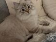 Norwegische Waldkatze zu Verkaufen in 27232