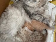 Zuckersüsses BKH-Kitten Geschwisterpärchen - Augsburg