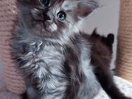 Reinrassige Maine Coon Katerchen blue-smoke-tabby - Baden-Baden
