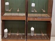 Wursterkäfige - Ausstellungskäfige für Kanarienvögel - Limburgerhof