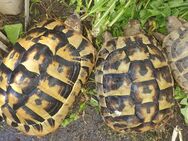 Landschildkröten THB Weibchen - Ulm