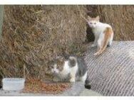 Auswilderungsplätze für scheue Katzen Kater gesucht - Issum