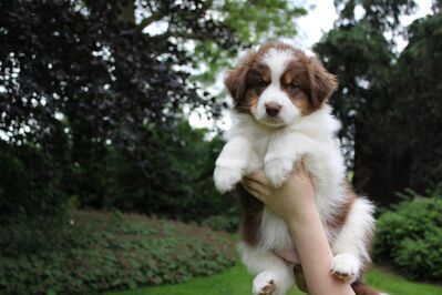 Reinrassige Australian Sheperd Welpen zu kaufen