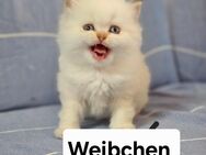 Bkh kitten suchen ein schönes Zuhause - Berlin Mitte
