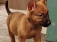 Malinois Welpen Belgischer Schäferhund - Dinslaken