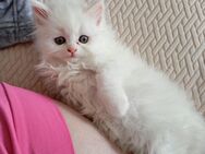 Perser/Maine Coon Kitten - Mücke