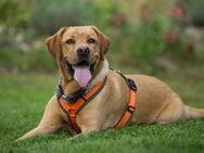 Mr. Sam - Labrador - 4 Jahre - Tierhilfe Franken e.V. - Lauf (Pegnitz) Zentrum