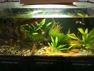 Aquarium 112 Liter - Oldenburg