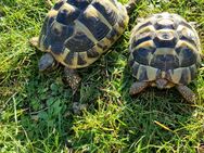 Verkaufe Landschildkröten - Echternacherbrück