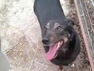 Coca, jung, 40 cm klein - sucht Dich! - Gevelsberg