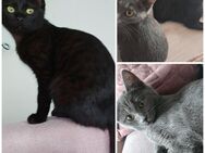 (Der Preis gilt für beide Geschwister zusammen)Heilige Birma/BKH MIX Kitten, noch 1 Kater & 1 Katze - Gelsenkirchen