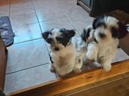 Reinrassige Biewer Yorkshire Terrier Welpen - Herbstadt