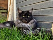 Deckkater Maine coon - Hiltenfingen