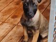 Malinois Welpe Hündin in 52538