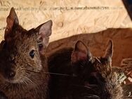 Degu Männchen - Detmold