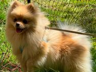 Pomeranian / mini Zwergspitz reinrassig - Buchs AG