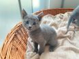 Reinrassige Russisch Blau Kitten mit Stammbaum - 1 frei in 8226