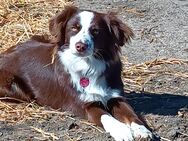 Mini Aussie / Mini Australien Shepherd Deckrüde, redtri, SOLID - Osterwieck