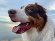 Red Tri Deckrüde mit Charakter – Australian Shepherd Joshua steht gesunden Hündinnen zur Verfügung - Krefeld