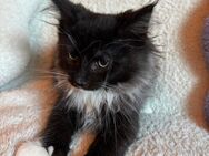 Poly Maine coon Kater - Gelsenkirchen