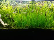 Guppy`s, Endler`s - Duisburg
