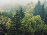 Wald Forst / Waldfläche im Bereich Dietfurt - Dietfurt (Altmühl)
