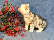 Bkh kitten Reinrassige Whiskas Kätzchen - Schloß Holte-Stukenbrock