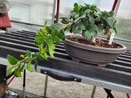 Bonsai Ficus retousa mit Schale - Regenstauf