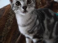 BKH Kater sucht Traum Zuhause - Burg (Dithmarschen)