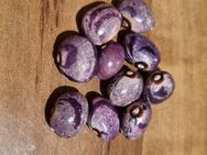 Forellenbohne/Stangenbohne (Phaseolus vulgaris var. vulgaris) - Horgenzell