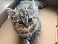 Britisch Kurzhaar kitten/ britisch langhaar Mischung - Bottrop