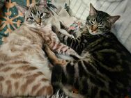 Kater Rambo und Fussel suchen ein neues zu Hause