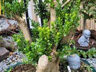 Bonsai Buchs mit Schale - Regenstauf