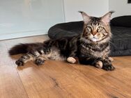 Maine Coon Deckkater mit Stammbaum - Niederkassel