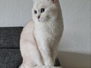 BKH Deckkater mit Stammbaum - Detmold