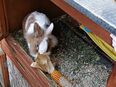 Suche männliches Kaninchen in 70327